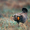 Greater Prairie-Chicken